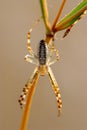 Female spider (Argiope bruennichi)