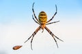 Female spider of argiope Bruennichi sits in his web against the