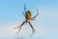 Female spider of argiope Bruennichi sits in his web against the Royalty Free Stock Photo