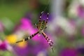 Female spider Argiope Bruennichi, or the wasp-spider on her spiderweb. Royalty Free Stock Photo