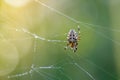 Female spider of garden-spider repairs its web with drops of dew Royalty Free Stock Photo