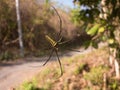 Female spider genus Nephila, Indonesia