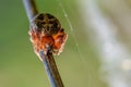 Female spider of larinioides patagiatus with a red torso sits on Royalty Free Stock Photo