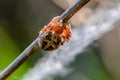 Female spider of larinioides patagiatus with a red torso sits on Royalty Free Stock Photo