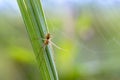 Female of spider metellina merianae sitting on a narrow sheet