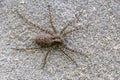 Female of spider pardosa amentata sits on a gray stone waiting for prey Royalty Free Stock Photo