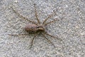 Female of spider pardosa amentata sits on a gray stone waiting for prey