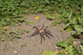 Female spider tarantula in the nature. Closeup wild tarantula. Wildlife insects Royalty Free Stock Photo