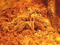 Female spider tarantula in the nature. Close up of a big tarantula. Closeup wild tarantula. Wildlife insects, insect. Beautiful Royalty Free Stock Photo