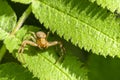 Female of spider xysticus hides among the leaves of a fern