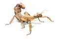 Female spiny leaf insect, Extatosoma tiaratum,