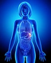 Female spleen and abdominal organs in blue x-ray Royalty Free Stock Photo