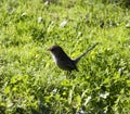 Female Splendid Fairywren perched on the green grass in late autumn. Royalty Free Stock Photo