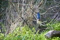 Female Splendid Fairywren perched on a gum branch in late autumn. Royalty Free Stock Photo