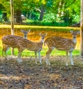 Three female spotted axis deers standing in the sand and looking very interested