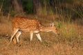 Female spotted deer