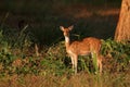 Female spotted deer