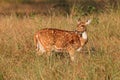 Female spotted deer