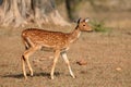 Female spotted deer - Kanha National Park