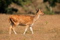 Female spotted deer