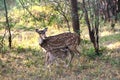 Spotted Deer Fawn feeding from mother Royalty Free Stock Photo