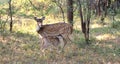 Spotted Deer Fawn feeding from mother Royalty Free Stock Photo