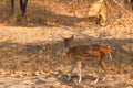 Female spotted deer in forest