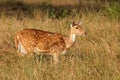 Female spotted deer, Kanha National Park, India