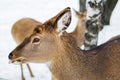 A female spotted deer. Sunny winter day, snow fell. Royalty Free Stock Photo