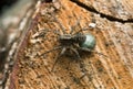 Female spotted wolf spider, Pardosa amentata with eggsack on wood