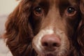 Female Springer Spaniel