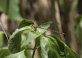 Female springwater dancer damselfly