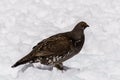 Female Spruce Grouse in winter on the snow Royalty Free Stock Photo