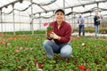 female staff of wholesale warehouse of plants inspects geranium before sending order abroad