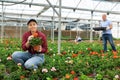 female staff of wholesale warehouse of plants inspects geranium before sending order abroad