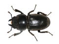 Female stag beetle Royalty Free Stock Photo