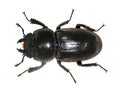 Female stag beetle