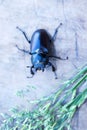 Female stag beetle closeup Royalty Free Stock Photo