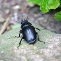 female stag beetle Royalty Free Stock Photo