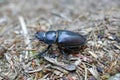 female stag beetle Royalty Free Stock Photo