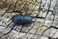 Female of stag beetle Royalty Free Stock Photo