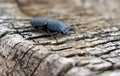 Female of stag beetle Royalty Free Stock Photo