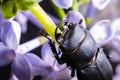 Female stag beetle on a flower in early spring Royalty Free Stock Photo