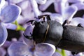 Female stag beetle on a flower in early spring Royalty Free Stock Photo