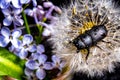 Female stag beetle on a flower in early spring Royalty Free Stock Photo