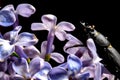 Female stag beetle on a flower in early spring Royalty Free Stock Photo