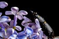 Female stag beetle on a flower in early spring Royalty Free Stock Photo