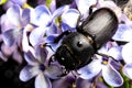 Female stag beetle on a flower in early spring Royalty Free Stock Photo