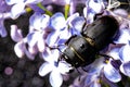 Female stag beetle on a flower in early spring Royalty Free Stock Photo