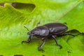 Female stag beetle on the green leaves close-up Royalty Free Stock Photo